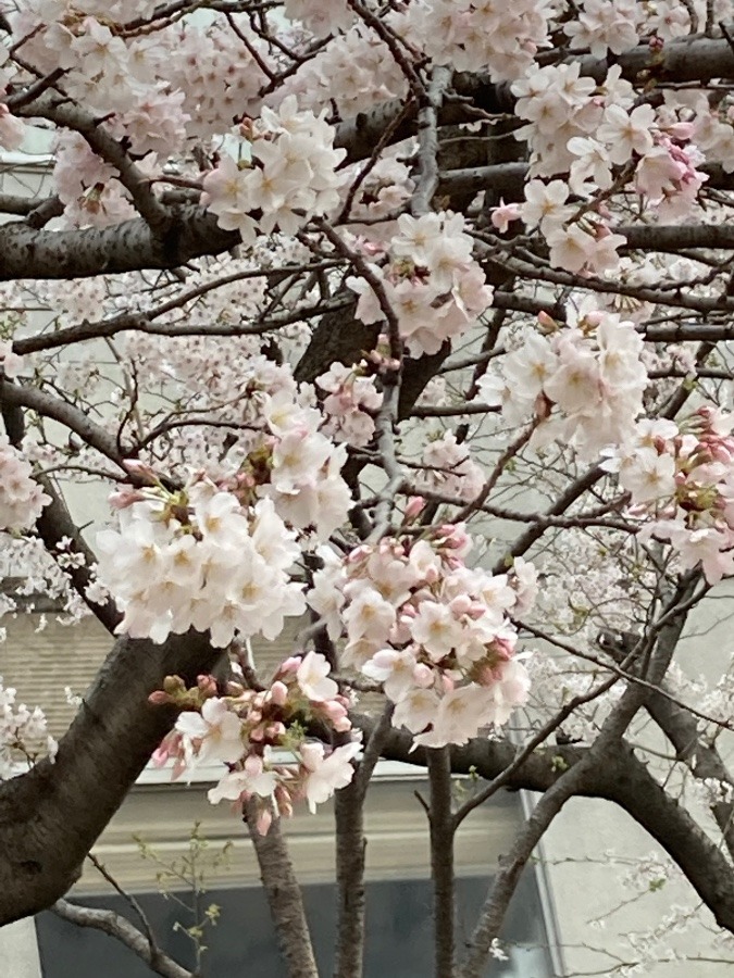 🌸春満開へ🌸