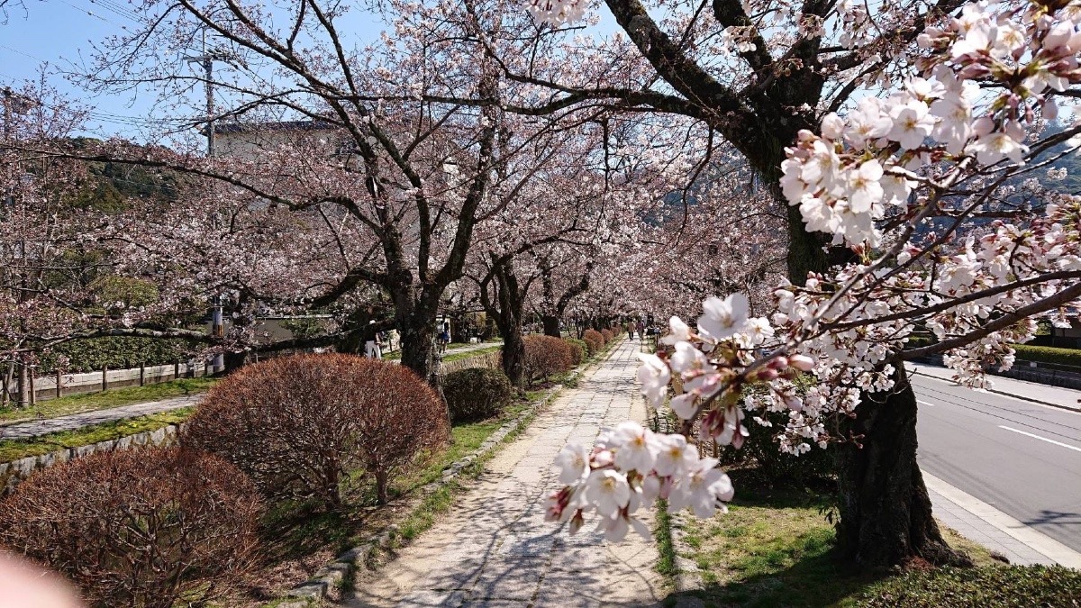 🌸🌸咲いてる！桜🌸