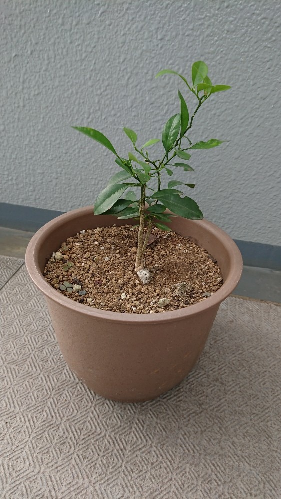 種から育てました