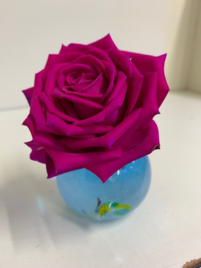 最期まで愛でる🥀
