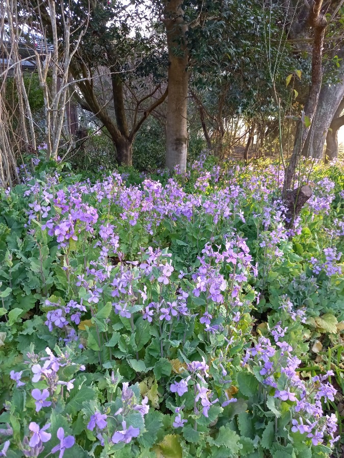 はなだいこんの花、花、花