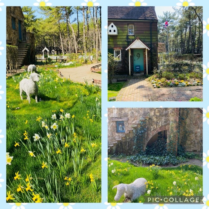 英国式庭園🇬🇧水仙が咲く頃