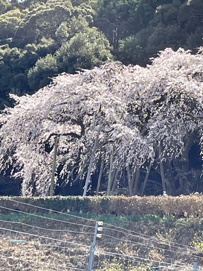 これ一本の木⁉️