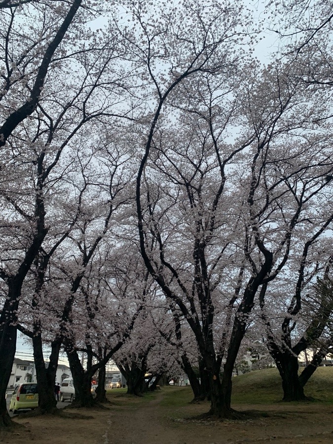 花冷えの桜