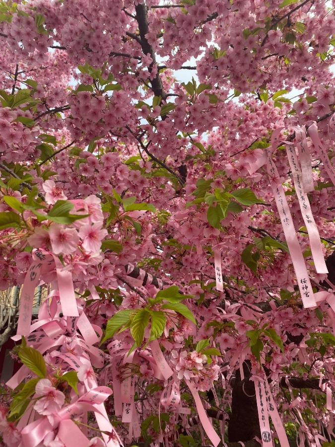 桜神宮