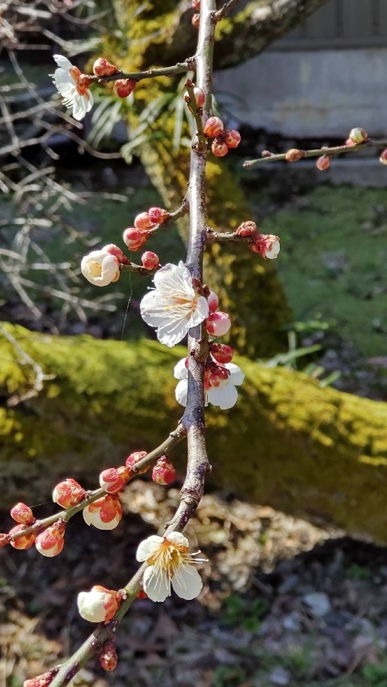 春…梅の花