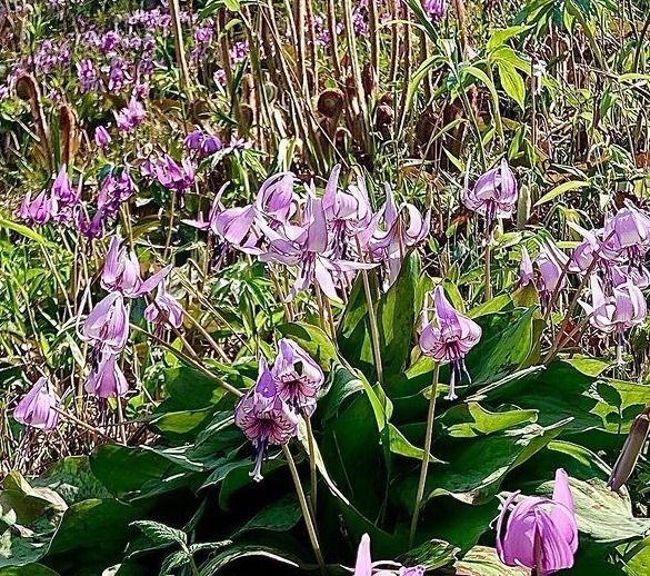 花倶楽部