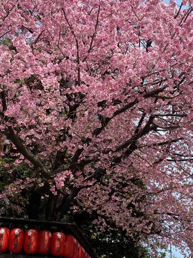 今年初の桜です❣️赤坂「豊川稲荷東京別院」🌸✨✨