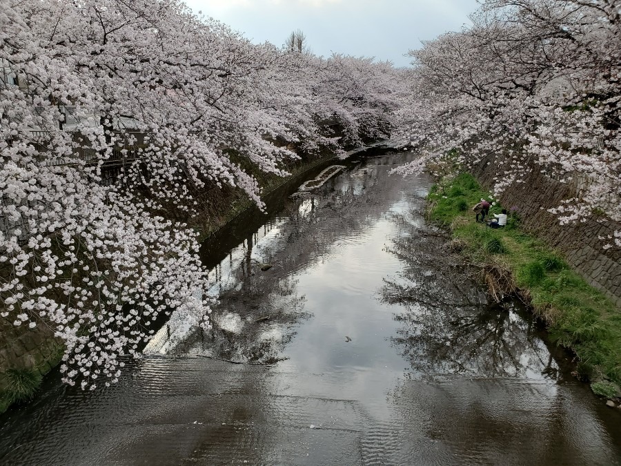 桜のトンネル