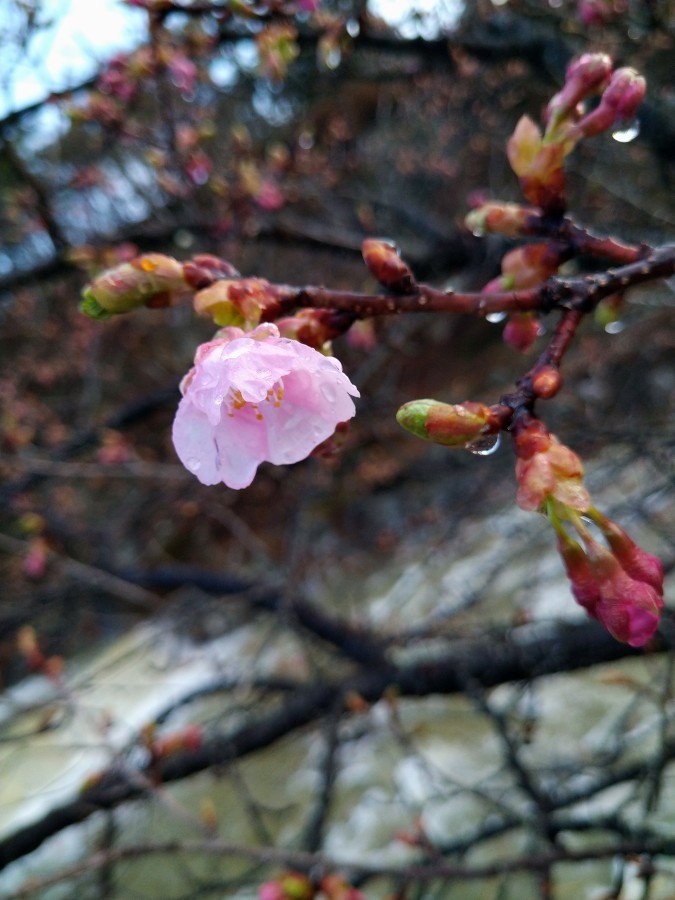 桜🌸だー‼️