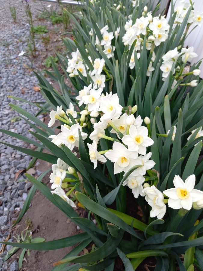 うちも水仙、咲きました