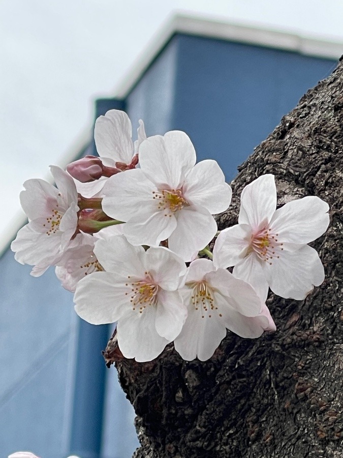 花倶楽部