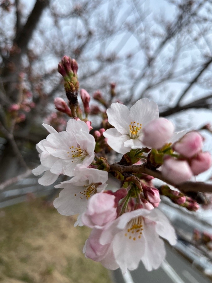 ありがとう。