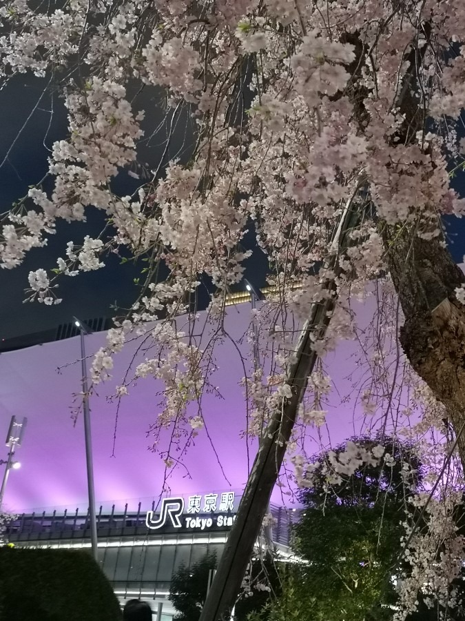 Sing に感謝❤️東京駅八重洲口の桜　夜の部
