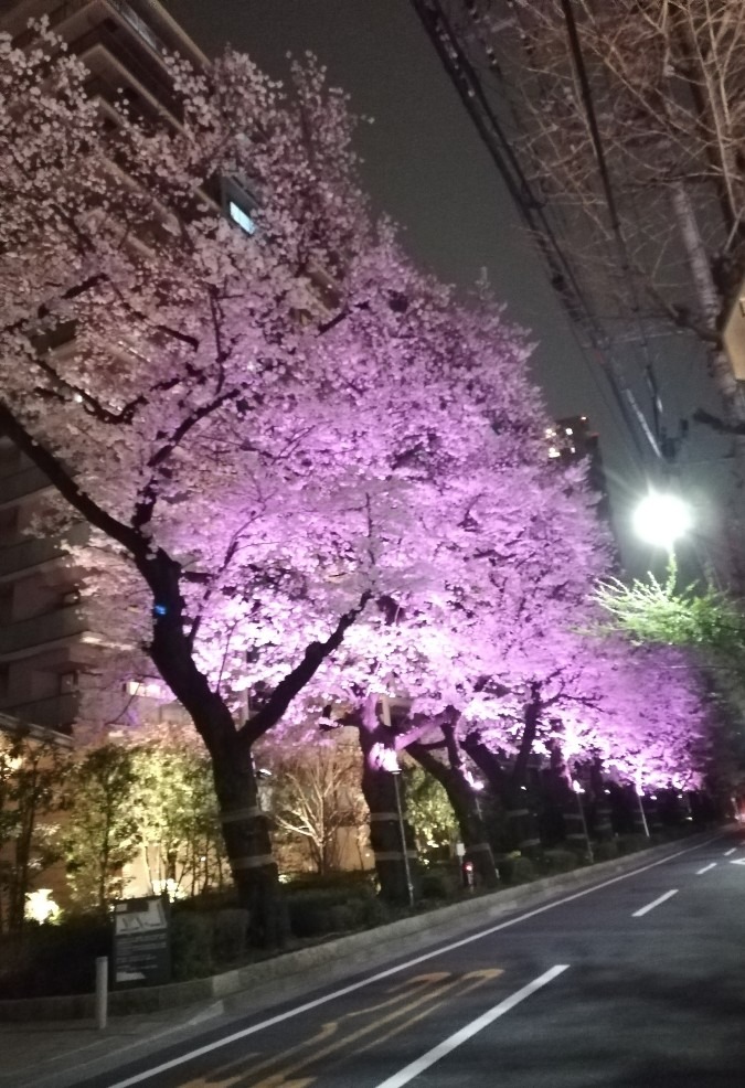 🌸夜桜🌸