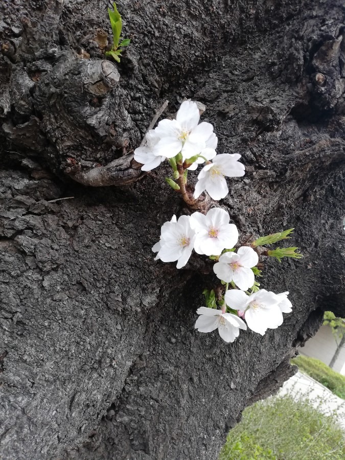 桜🌸