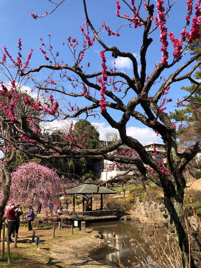 大倉山梅園