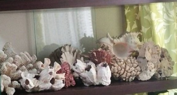 珊瑚&貝殻