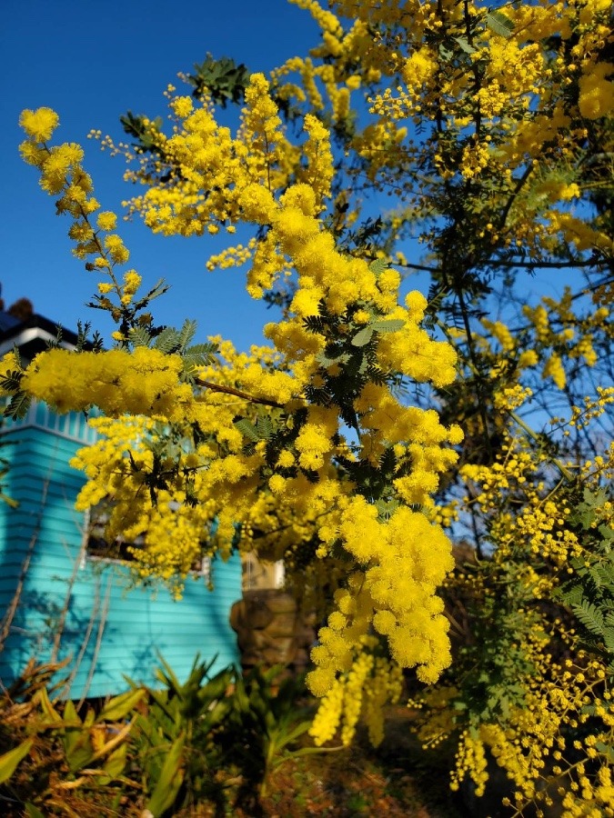 大好きな花