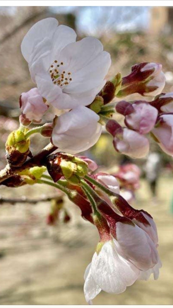 広島県🌸桜の開花🌸