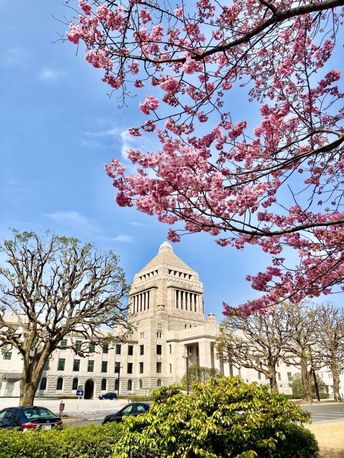 🌸国会🌸