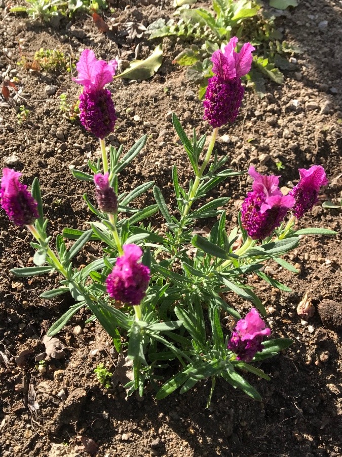 ✨我が家の花✨