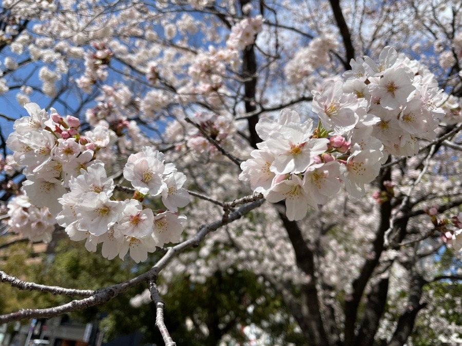 花倶楽部活動😁