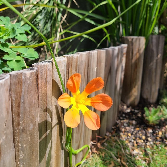 花壇に咲いていました。