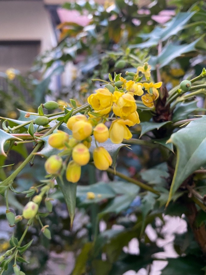 お隣さん家の花