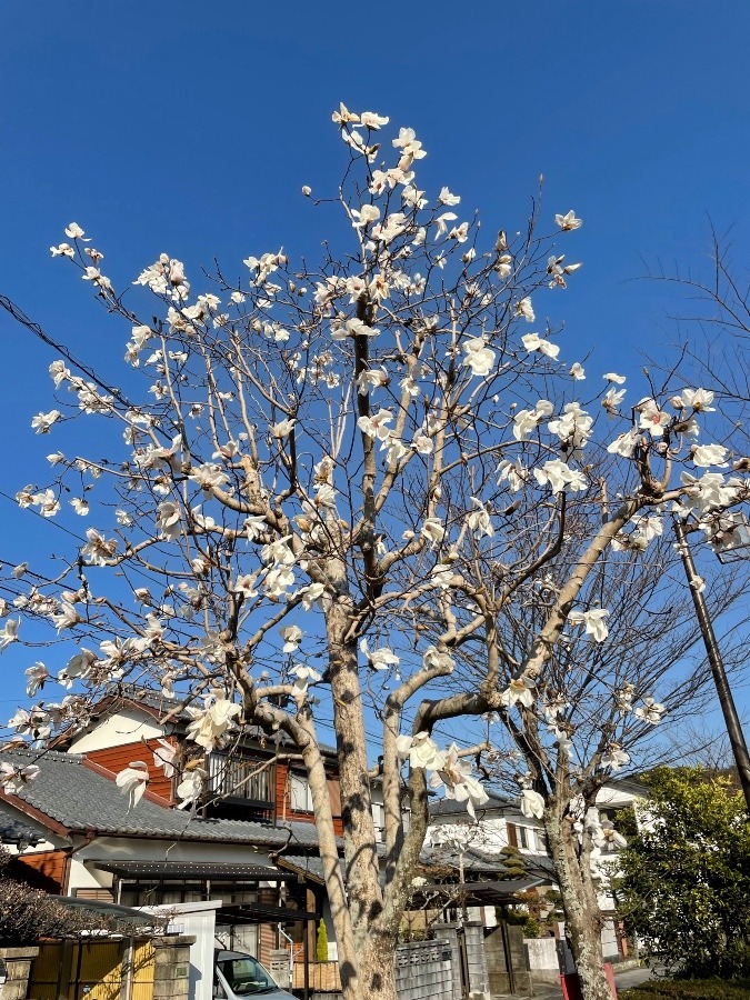 モクレンの花が満開