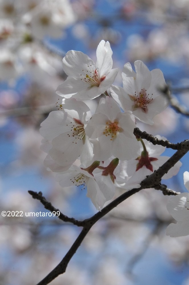 桜、桜