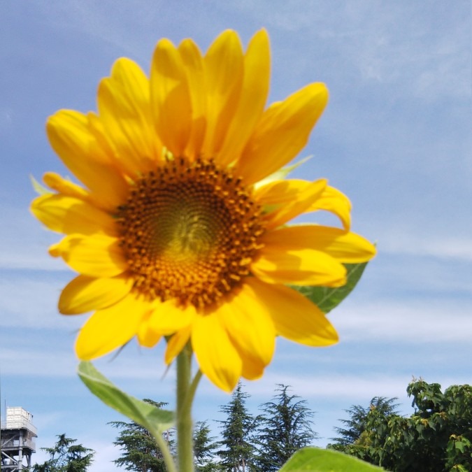 🎶ここに咲くヒマワリ🌻たちに〜