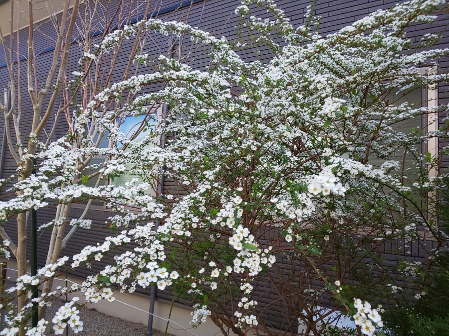 春をつげるユキヤナギの花