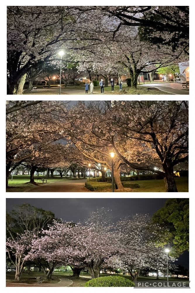 🌸今日の夜桜🌸