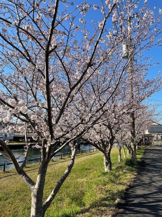 桜並木