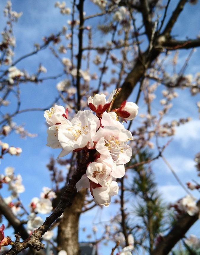 この花は何?!🌼あんず🌼