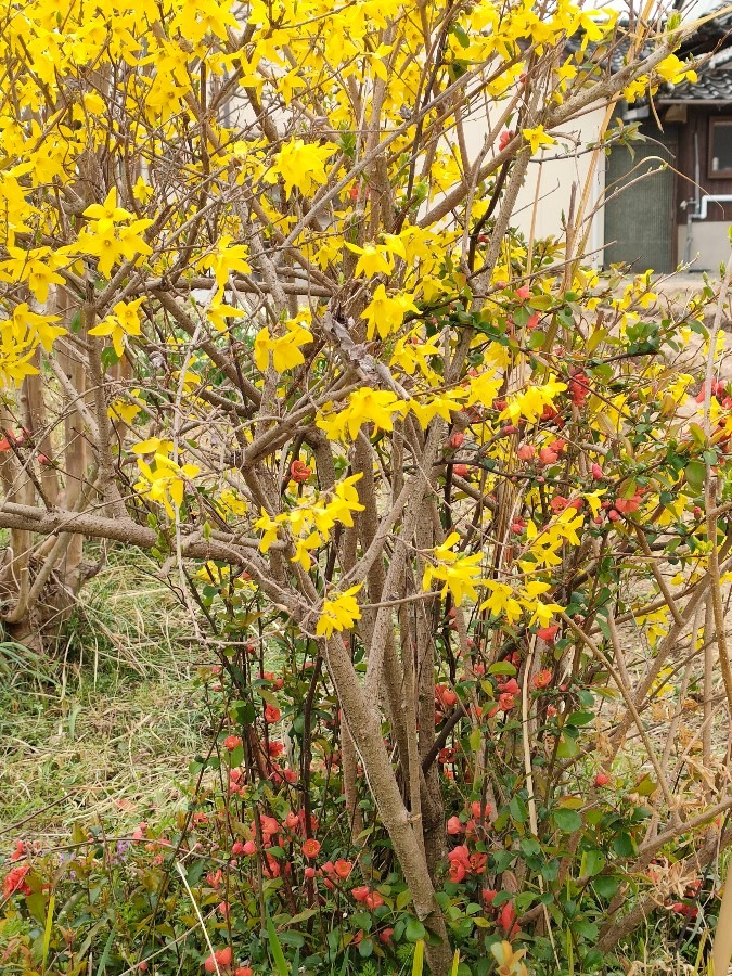 レンギョウとボケの花💛🧡