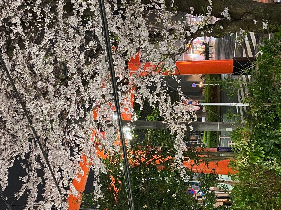 鳥居と桜