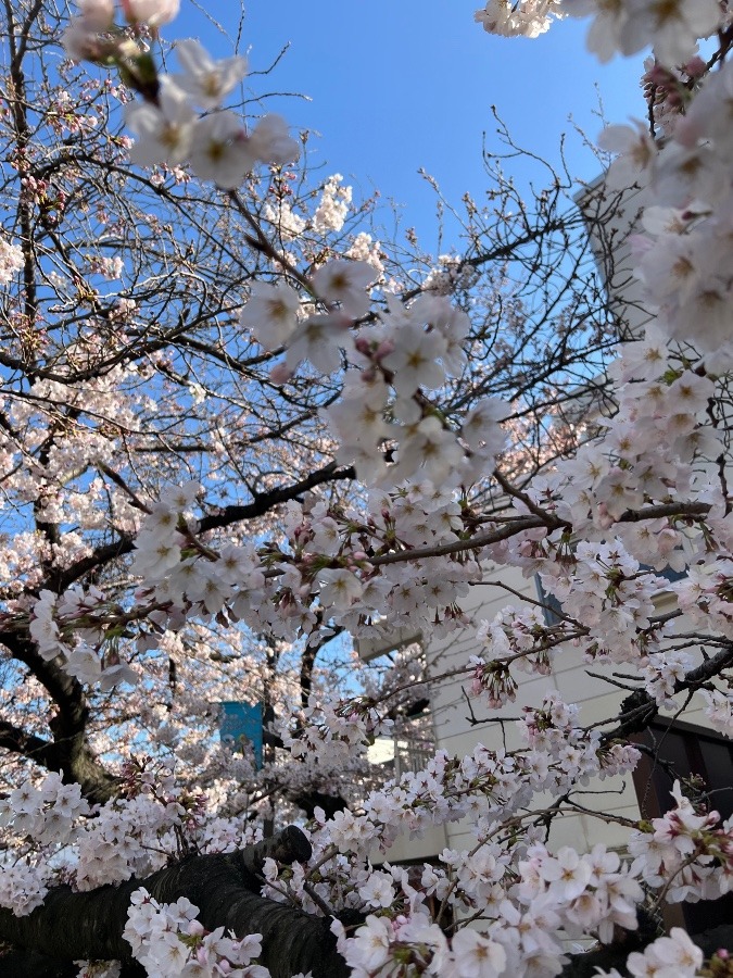 駅前の桜がとても綺麗です🌸😍✨