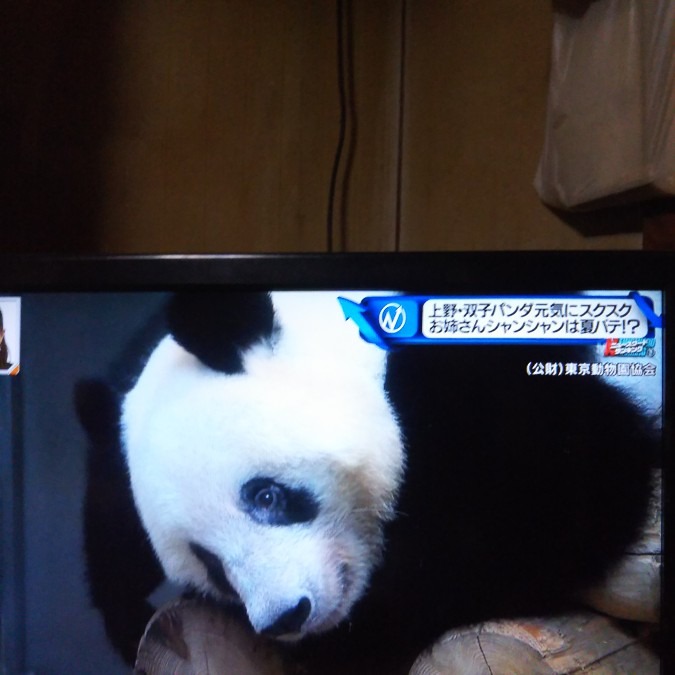 パンダ🐼