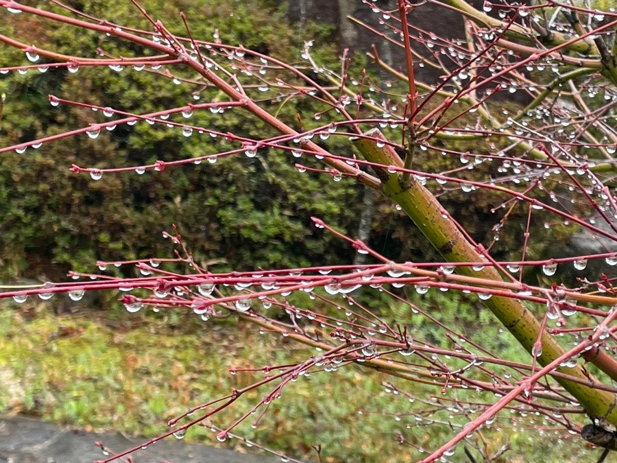 雨の花😊✨咲いてた