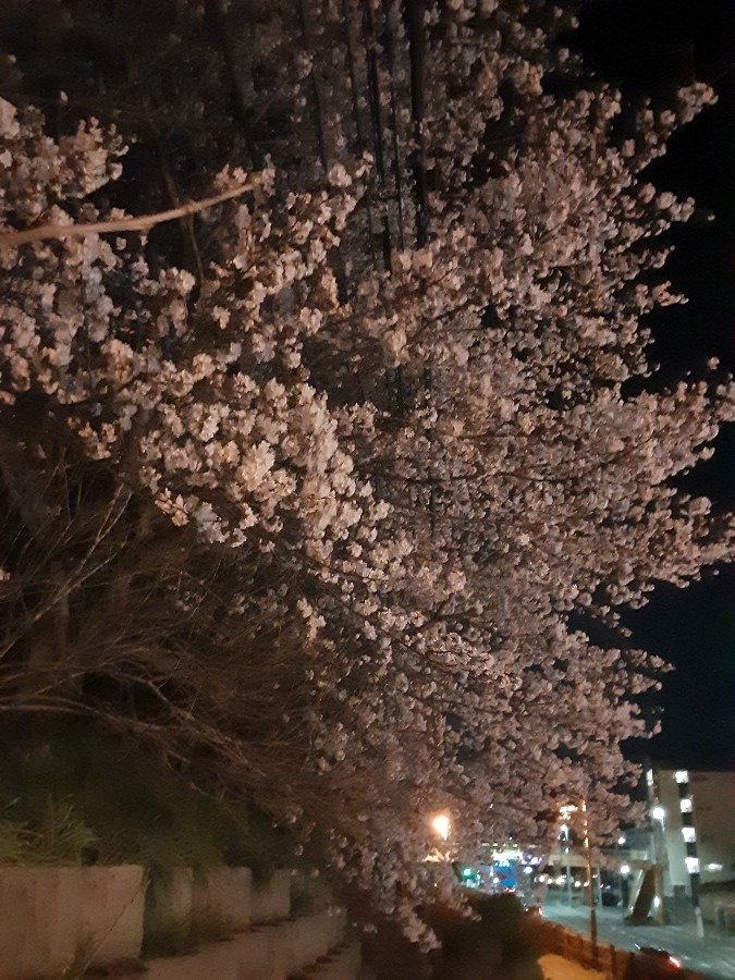 夜桜❣️( ˶˙ᵕ˙˶ )🍀*゜②