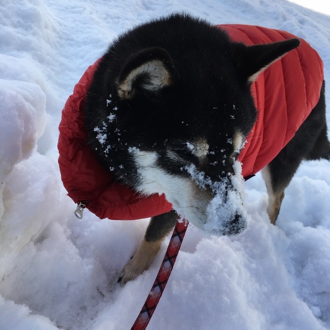 愛犬　ルル