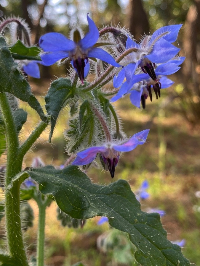 英名　ボリジ「Borage」