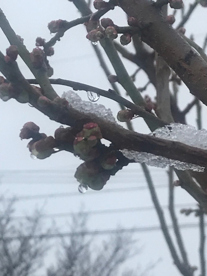 春の雪