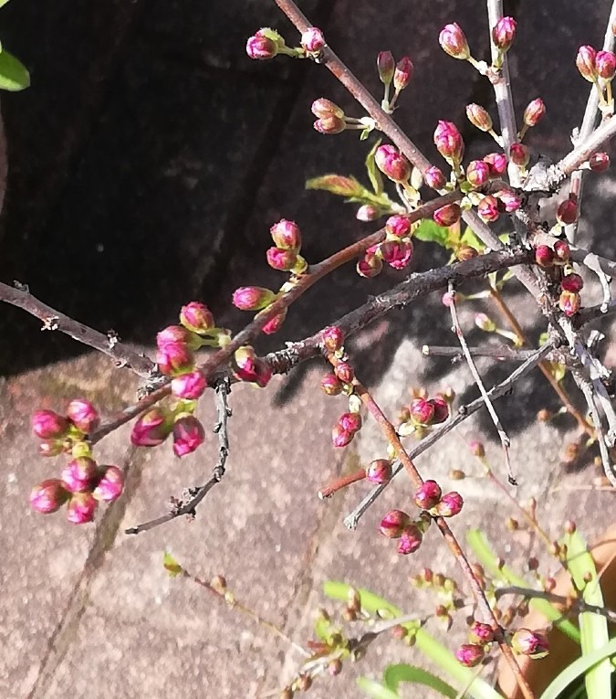 小梅桜🌸