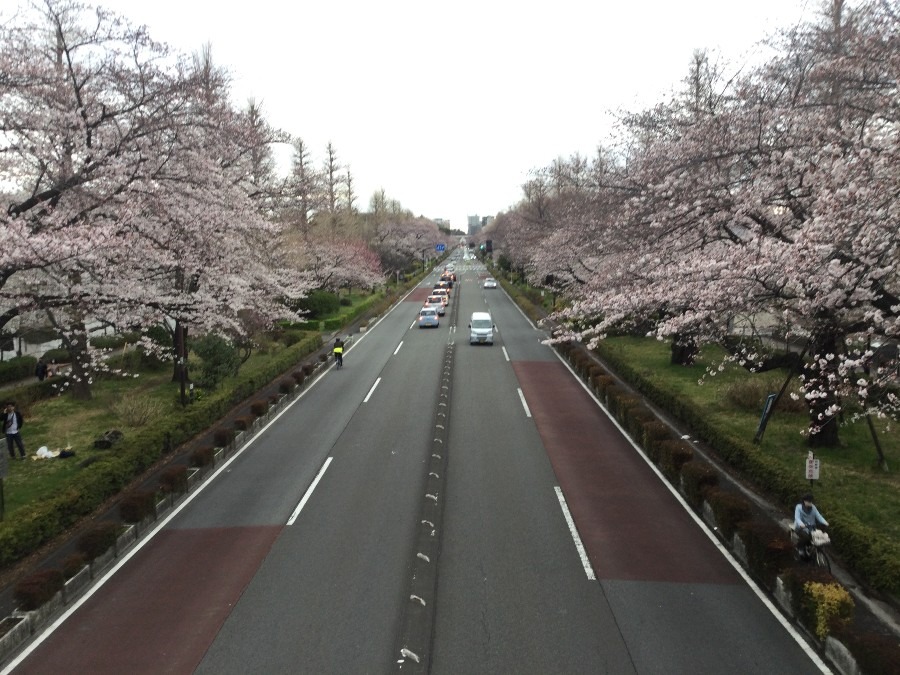 国立　大学通りの桜並木