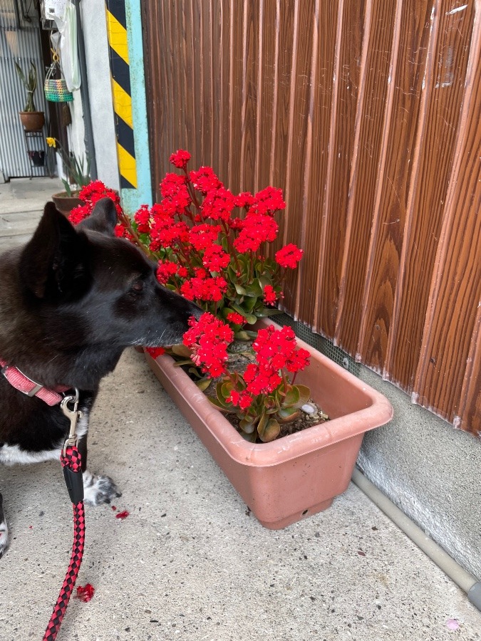 クンクン　良い香り🐶