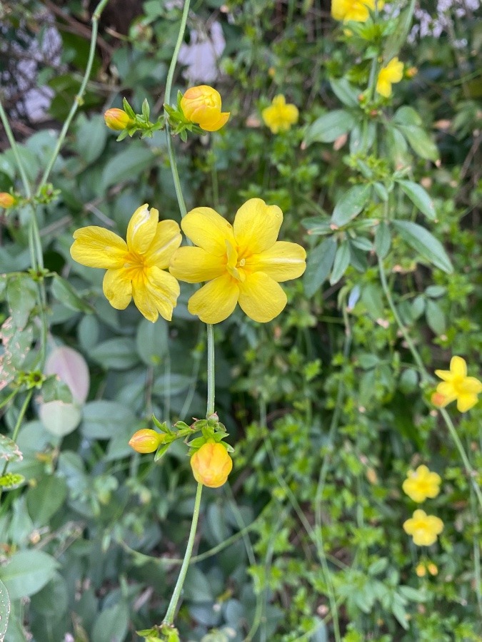 花倶楽部