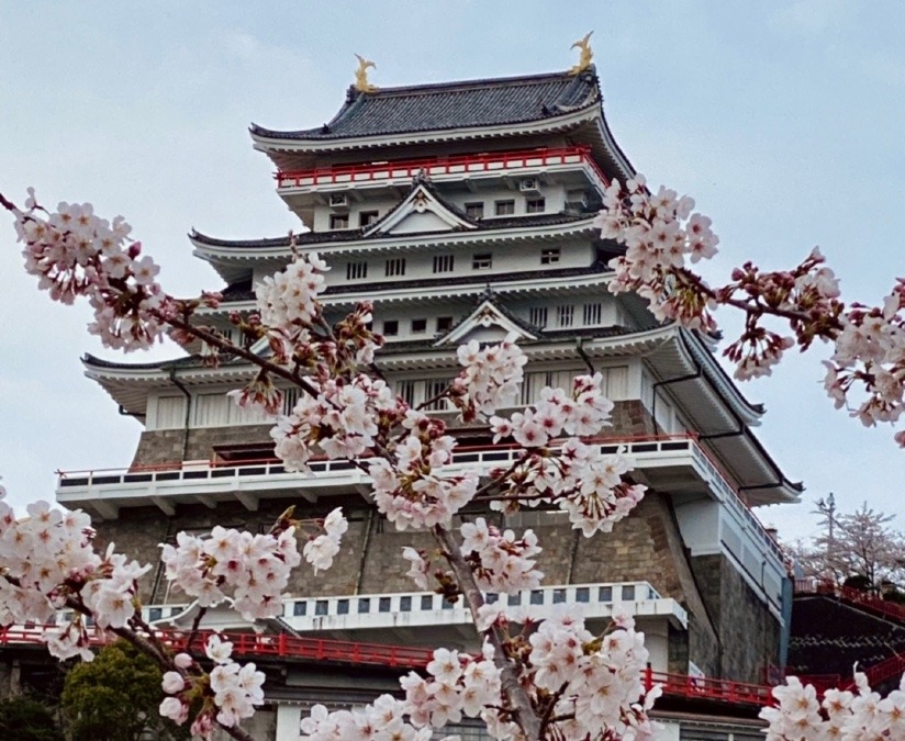 熱海城と桜🌸